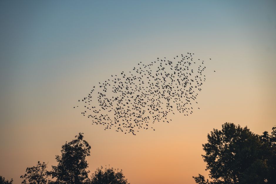 Inteligência Artificial — A picturesque view of a bird flock silhouetted against the sunset sky in Germany.